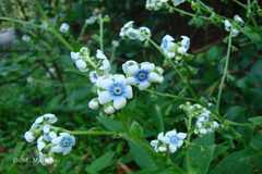 Adelocaryum coelestinum